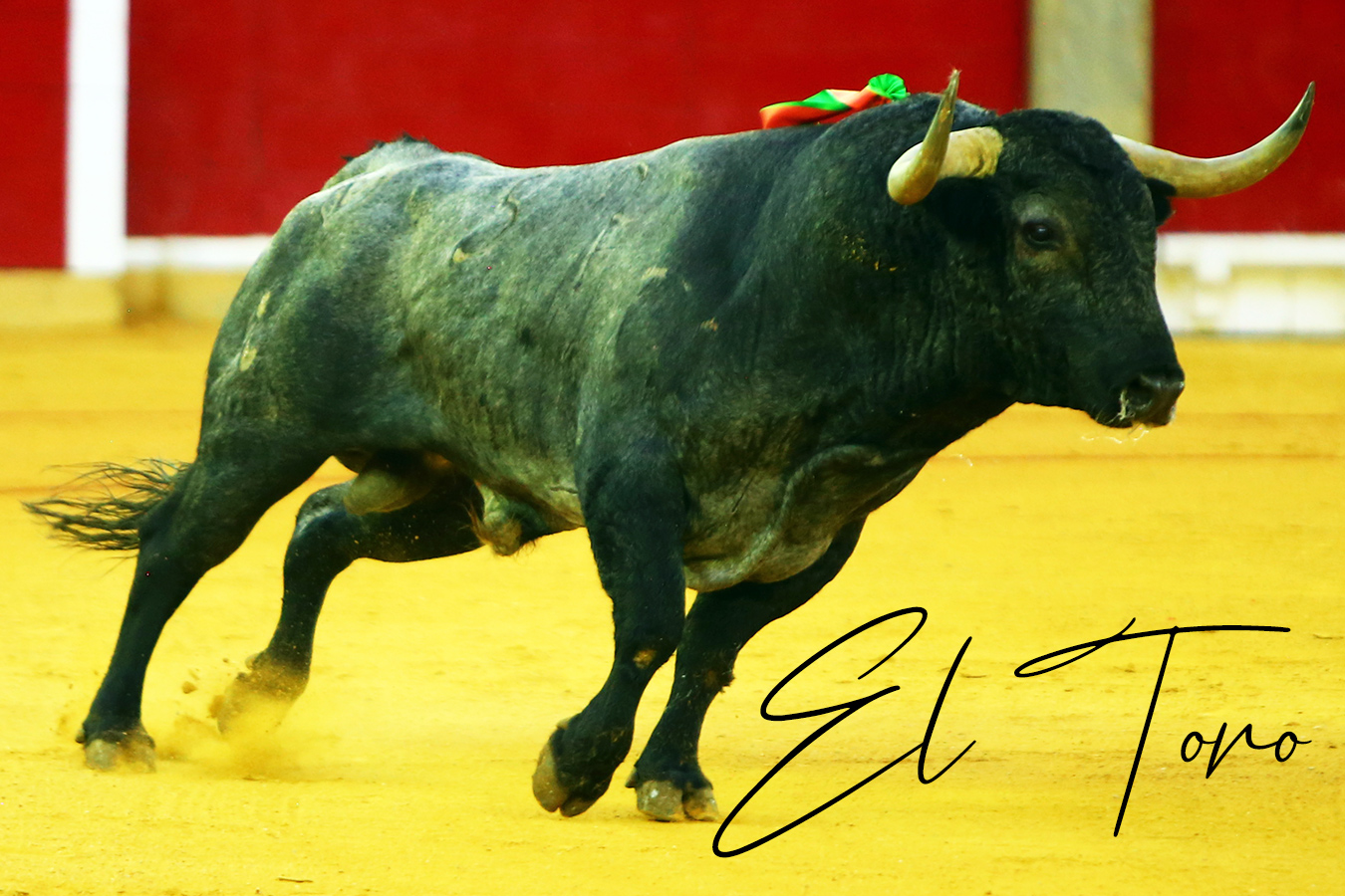eltoro eltoro